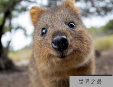 ​世界上最小的袋鼠，体重不超过4.5斤