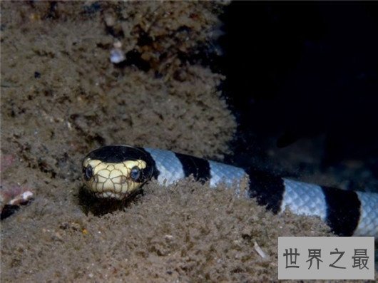 中国十大毒蛇排名图片,金银环蛇为何一个第一一个垫底?