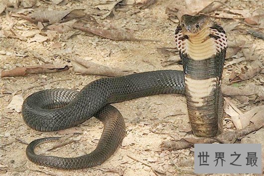 中国十大毒蛇排名图片,金银环蛇为何一个第一一个垫底?