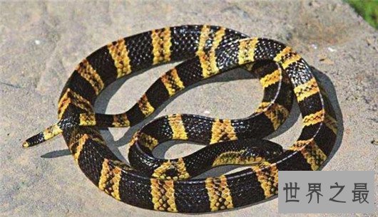 中国十大毒蛇排名图片,金银环蛇为何一个第一一个垫底?