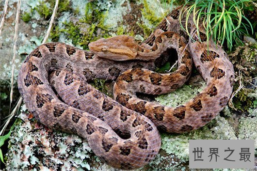 中国十大毒蛇排名图片,金银环蛇为何一个第一一个垫底?