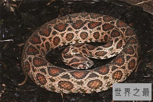 中国十大毒蛇排名图片,金银环蛇为何一个第一一个垫底?