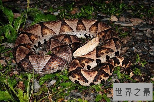 中国十大毒蛇排名图片,金银环蛇为何一个第一一个垫底?