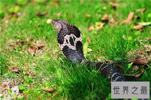 中国十大毒蛇排名图片,金银环蛇为何一个第一一个垫底?