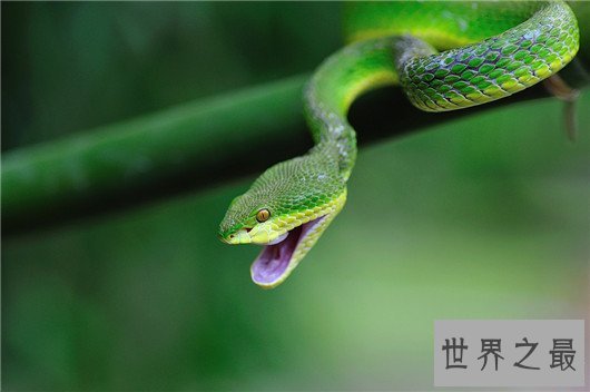 中国十大毒蛇排名图片,金银环蛇为何一个第一一个垫底?