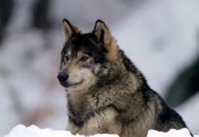 ​世界最严重狼灾地球上最严重的灾害