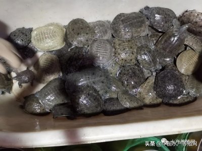 ​1亩猛赚了近50万？温室甲鱼再次疯狂！跟风养殖，却不了解风险