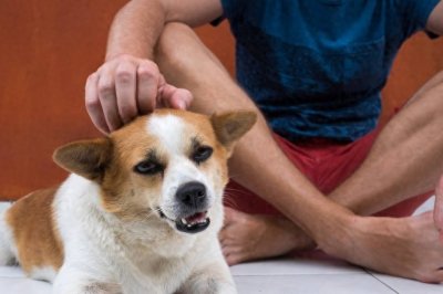 ​新手养狗指南：狗狗为什么会对主人有攻击性行为？