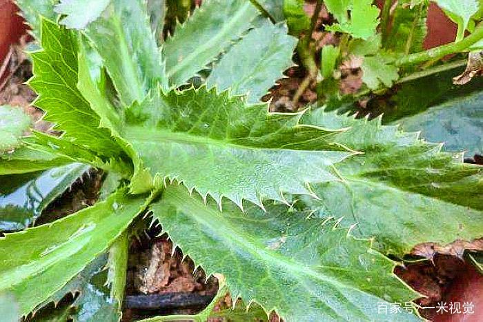 它常被误认成杂草，却是最好吃的“香菜”，人工种植卖20元一斤