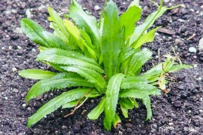 ​它常被误认成杂草，却是最好吃的“香菜”，人工种植卖20元一斤
