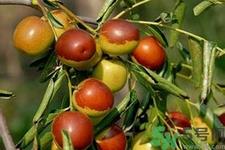 老人吃冬枣好吗？老人吃冬枣的好处有哪些？