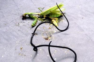 铁线虫会寄生在人体吗?铁线虫在人体能成活3-4年