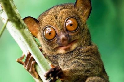 眼镜猴喜好吃什么?体长没有脚手掌大_却最爱吃蜥蜴