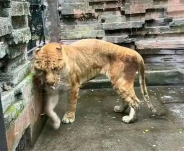 ​宁波野生动物园唯一狮虎兽“被养得瘦成皮包骨”？园方回应