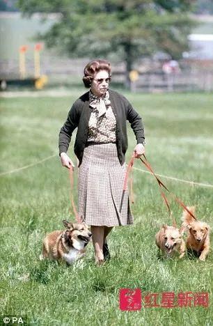 91岁英女王痛失最后一只柯基犬 它曾和007出镜伦敦奥运会