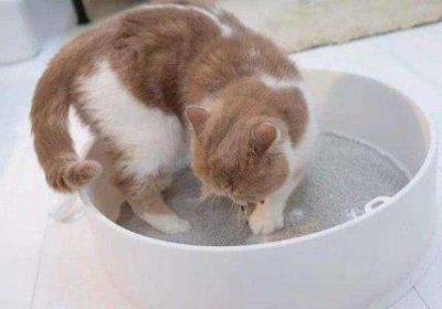 ​金刚鹦鹉鱼咬鱼金刚鹦鹉鱼咬鱼缸怎么办？