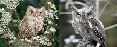 ​棒槌鸟大名喊什么?