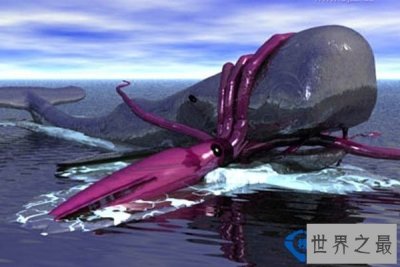 ​长达3米的乌贼 世界上最大的无脊椎动物