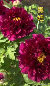 ​20种牡丹品种，你喜欢哪几个品种