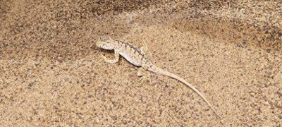 ​揭秘无蹼壁虎：沙漠中的神奇生存者