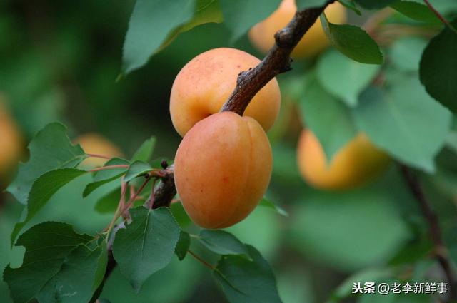 河北省平乡县都有哪些乡镇（河北省邢台市平乡县各村镇历史沿革与来历）(5)