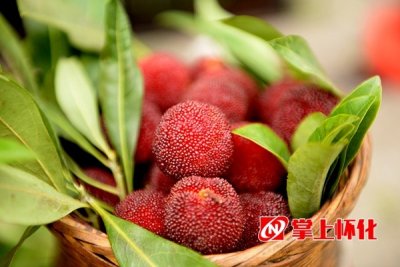 ​2017中国·靖州·杨梅节将于6月11日开幕