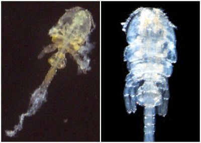 ​日本鹿儿岛海滩发现新的甲壳类寄生虫 获别名“咬尾虫”