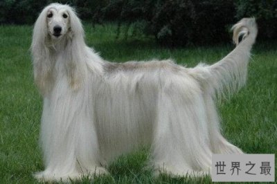 世界上十大毛最长的犬 阿富汗猎犬第一，西施犬上榜