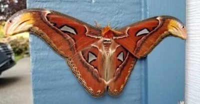 ​世界上最大的飞蛾的幼虫（阿特拉斯蛾首次在美国被发现）