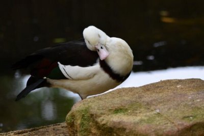 白腹麻鸭：一雌一雄的固定配对，长约60厘米_有黑眼圈