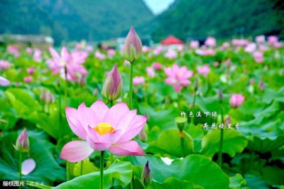 ​描写夏天的54个成语、俗语、范文，很实用