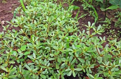 ​春天看图挖野菜，送你40种野菜大图鉴，让你轻松辨别各种野菜