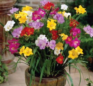 ​这5种花卉香味最好闻，闻一下能上瘾