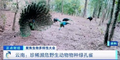 ​国家一级保护动物、珍稀濒危野生动物！中科院研究员，带你了解绚丽多彩的绿孔