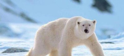 ​最让人害怕的动物有哪些？盘点让人望而生畏的十大动物