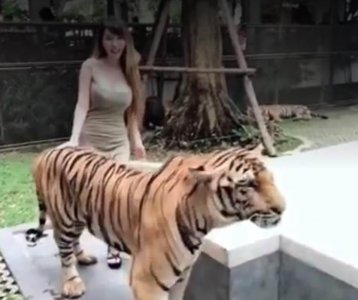 ​女人和老虎（拍案惊奇）