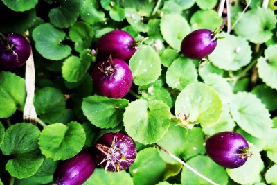 ​山地里长的野果，人称“地茄子”，以前人们不敢吃，现在10元一斤