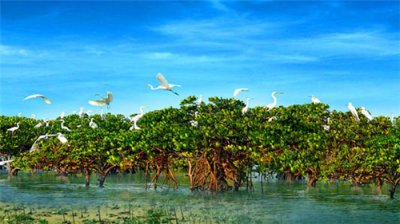 ​红树林是什么