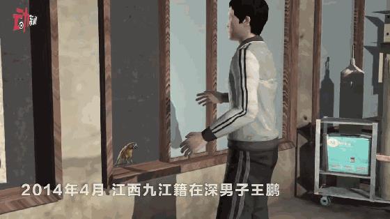 深圳鹦鹉案改判两年，王鹏最早46天后出狱