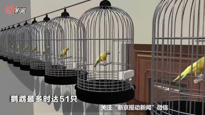 深圳鹦鹉案改判两年，王鹏最早46天后出狱