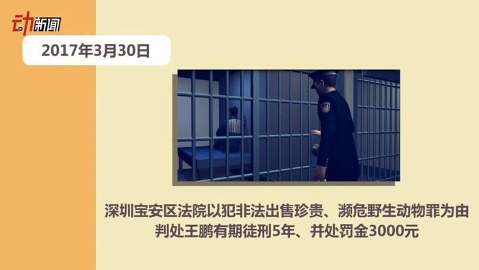 深圳鹦鹉案改判两年，王鹏最早46天后出狱