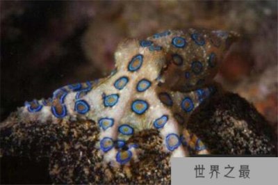 ​世界上毒性最强的章鱼，蓝环章鱼可致人丧命