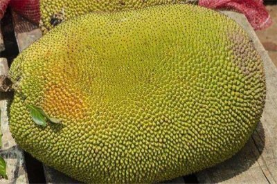 世界上最大的菠萝蜜，重量达69斤