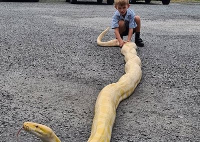 ​澳洲昆士兰黄金海岸奥克森佛发现长达5米罕见白化缅甸蟒蛇 捕蛇人惊叹前所未见