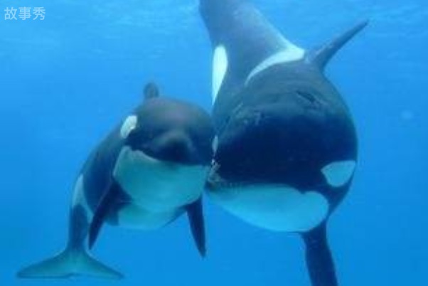 网络图片(侵删)