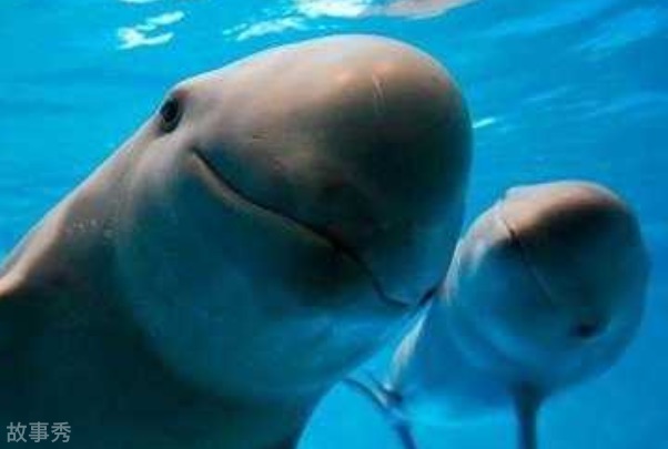 网络图片(侵删)